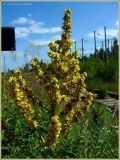 Verbascum lychnitis. Соцветие. Чувашия, окр. г. Шумерля, обочина дороги к хлебозаводу. 30 июня 2009 г.