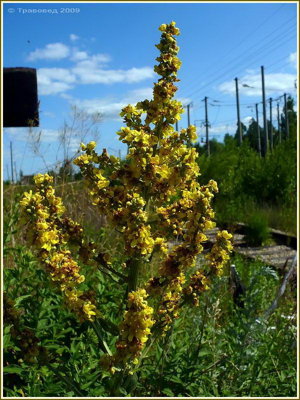 Изображение особи Verbascum lychnitis.