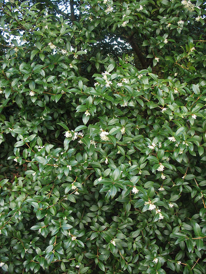 Image of Osmanthus × burkwoodii specimen.