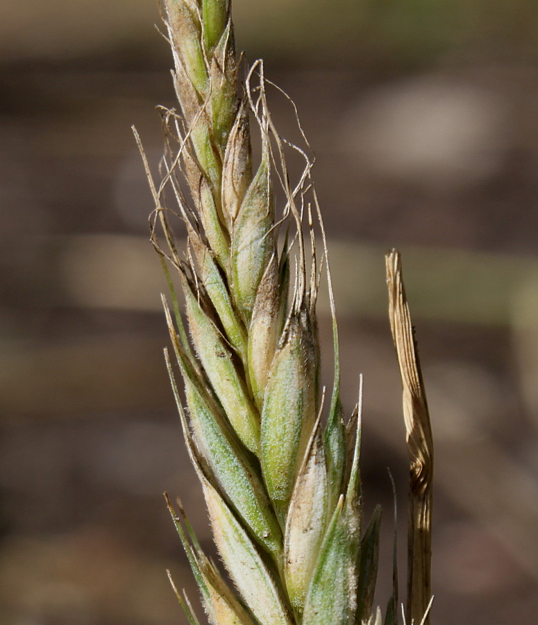 Image of × Triticosecale rimpaui specimen.
