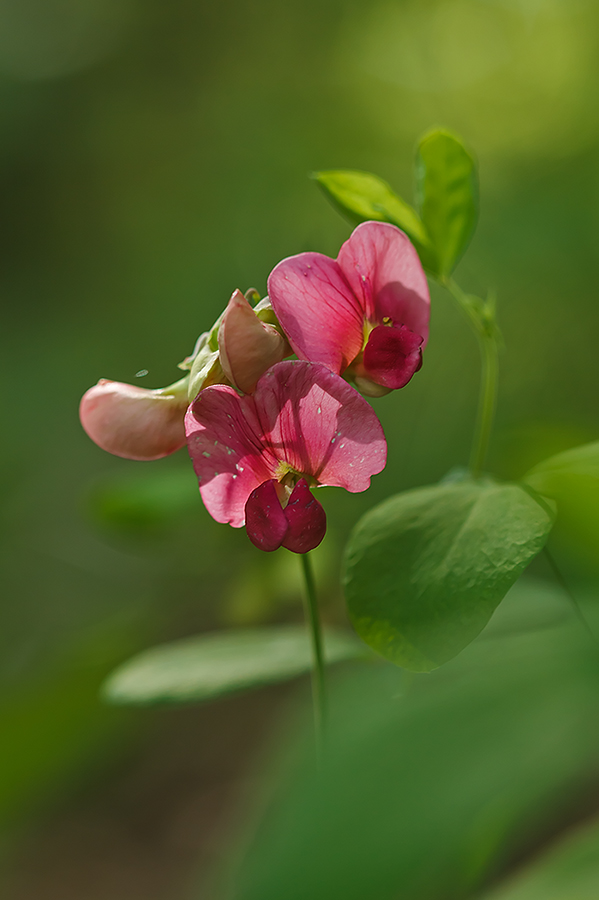 Изображение особи Lathyrus rotundifolius.