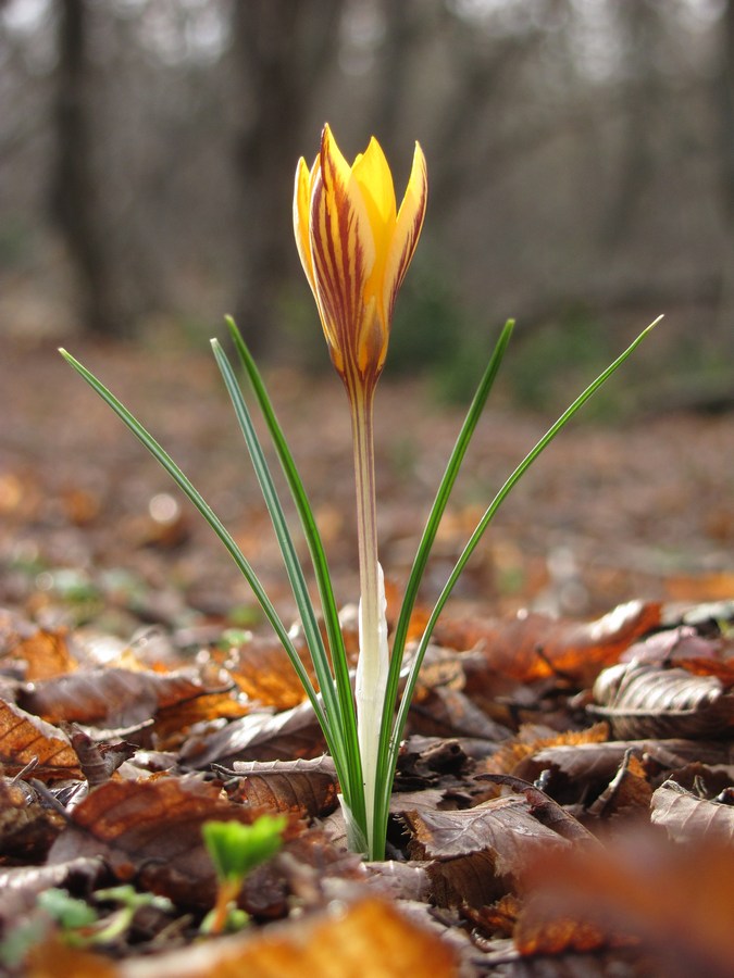 Изображение особи Crocus angustifolius.