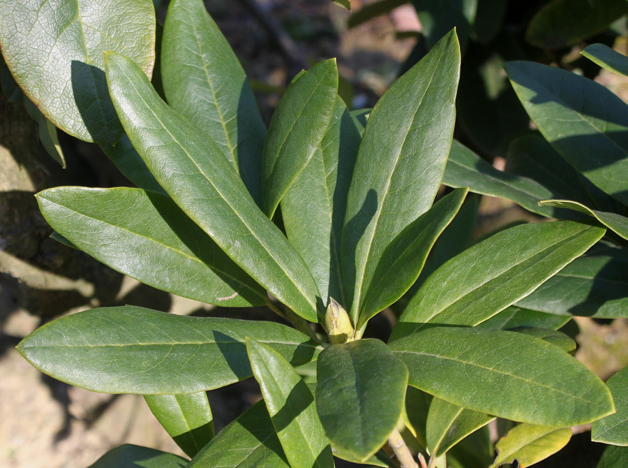 Image of Rhododendron catawbiense specimen.