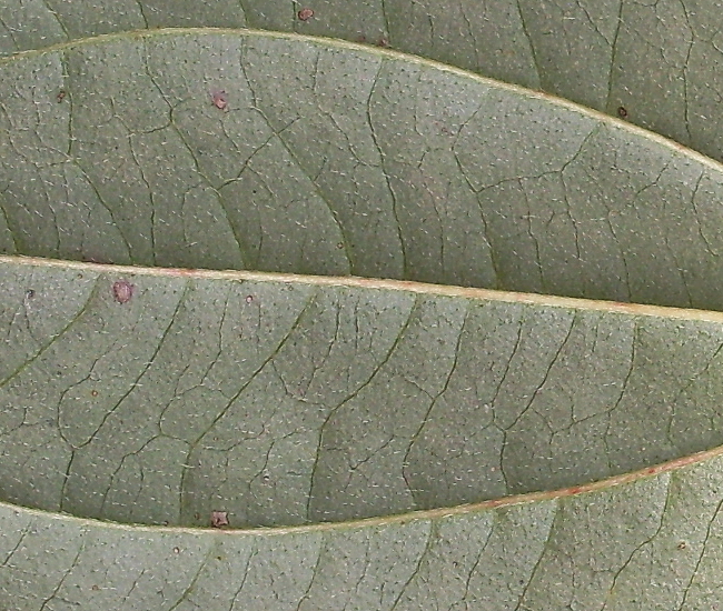 Image of Swida sanguinea specimen.
