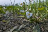 Sagittaria natans