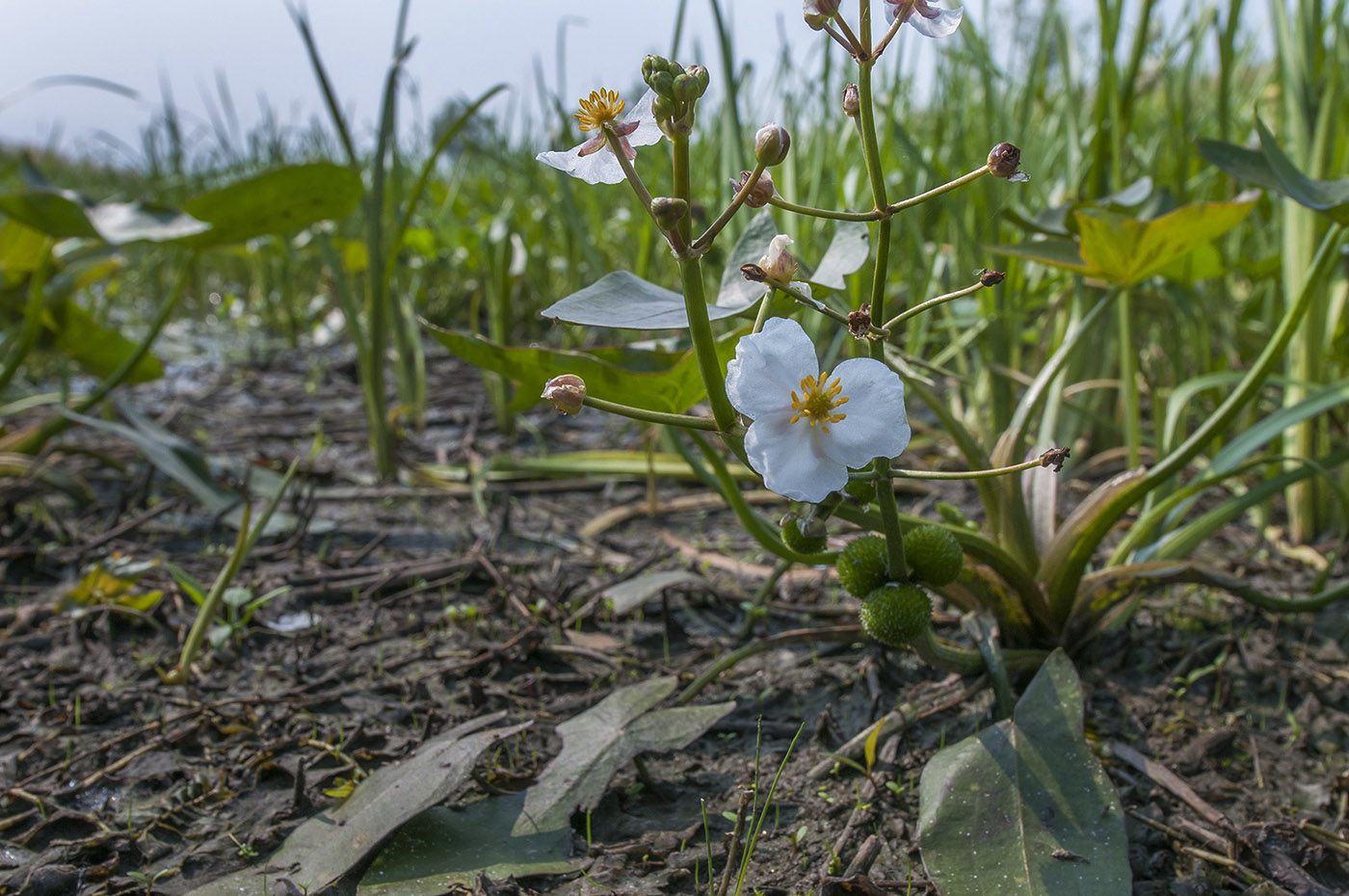 Image of Sagittaria natans specimen.