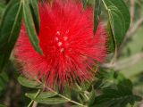 род Calliandra