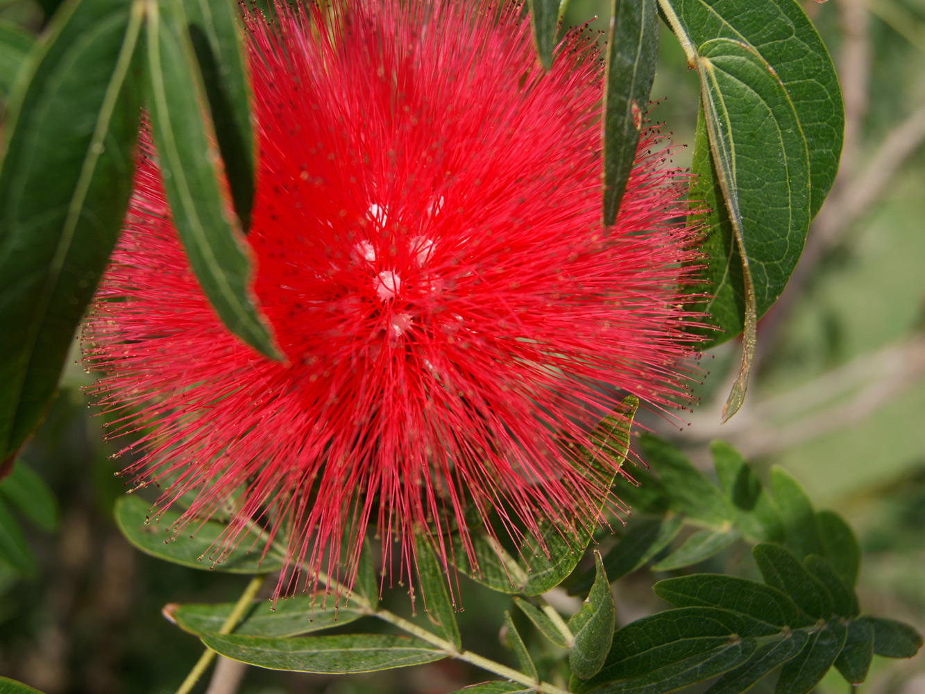 Изображение особи род Calliandra.