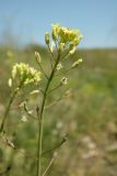 Camelina microcarpa