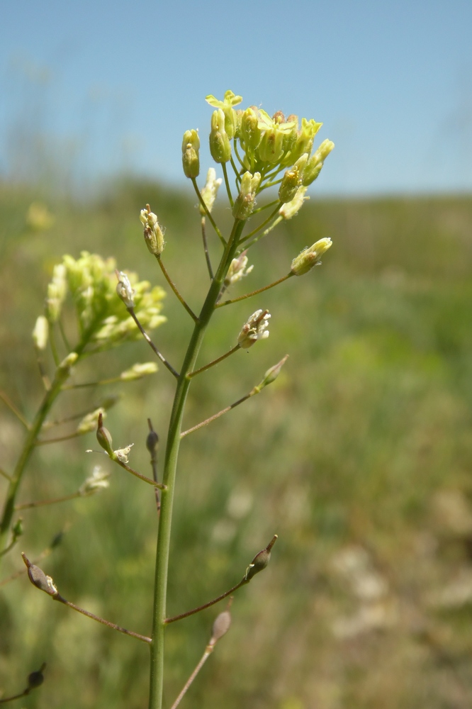 Изображение особи Camelina microcarpa.