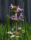 Lamium amplexicaule variety orientale. Верхушка цветущего растения. Курская обл., Солнцевский р-н, с. Выползово, садовый участок. 01.05.2014.