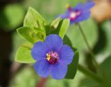 Anagallis arvensis