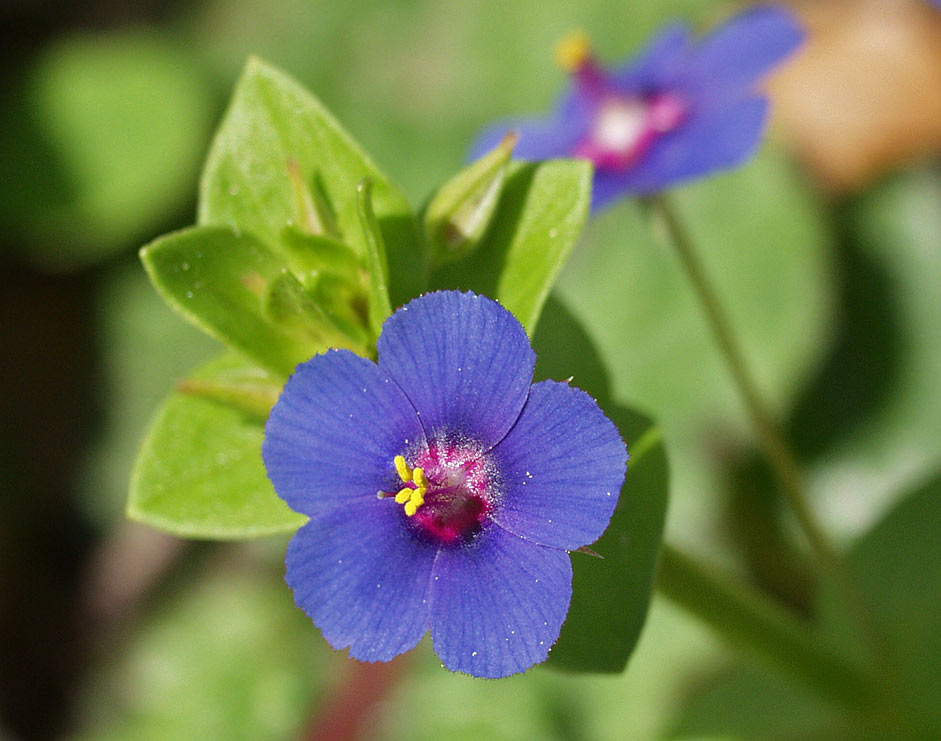 Image of Anagallis arvensis specimen.