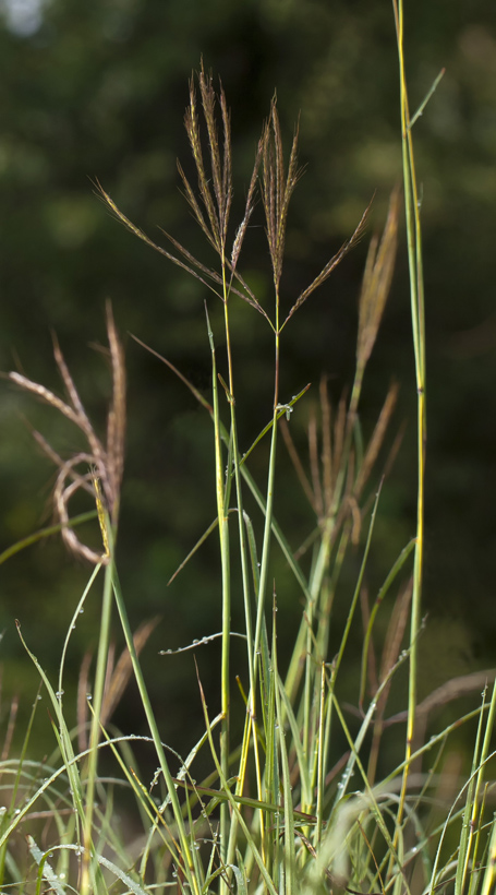 Image of Bothriochloa ischaemum specimen.
