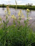 Thalictrum flavum. Цветущие растения на берегу реки. Московская обл., ЗБС МГУ. Июль 2007 г.