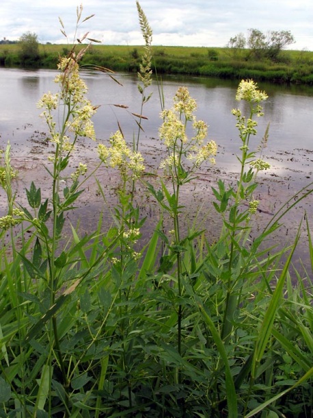 Image of Thalictrum flavum specimen.