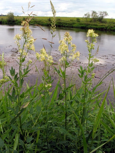 Изображение особи Thalictrum flavum.