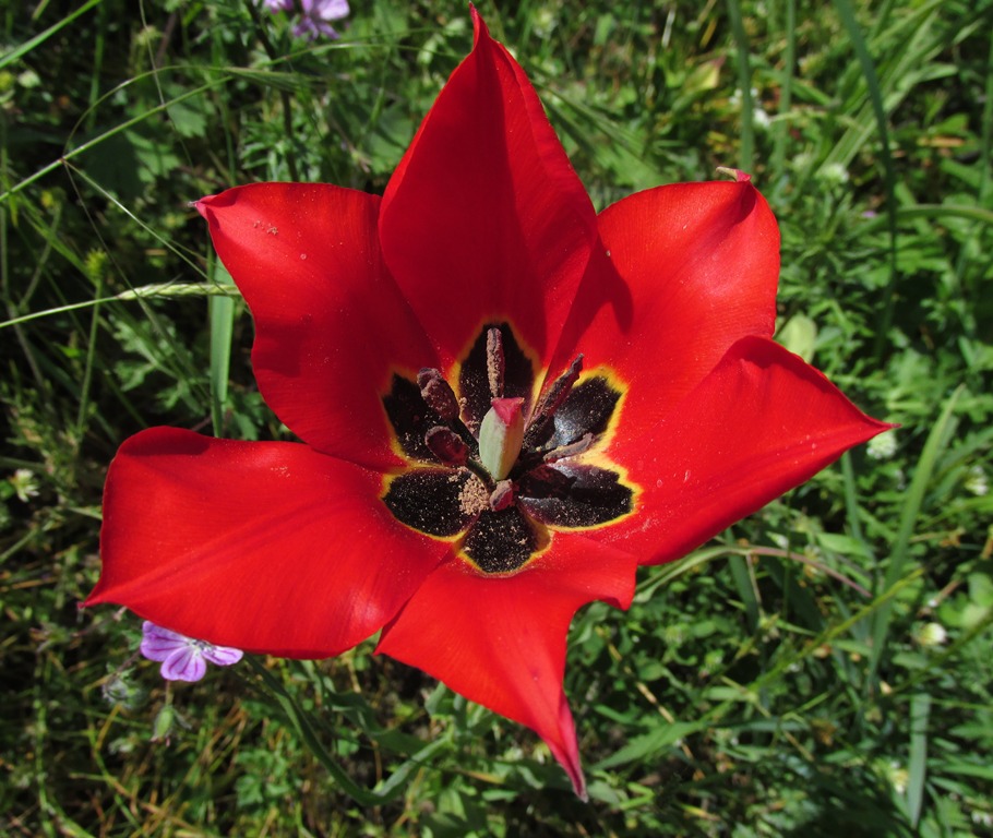 Image of Tulipa schmidtii specimen.