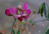 Lathyrus tuberosus