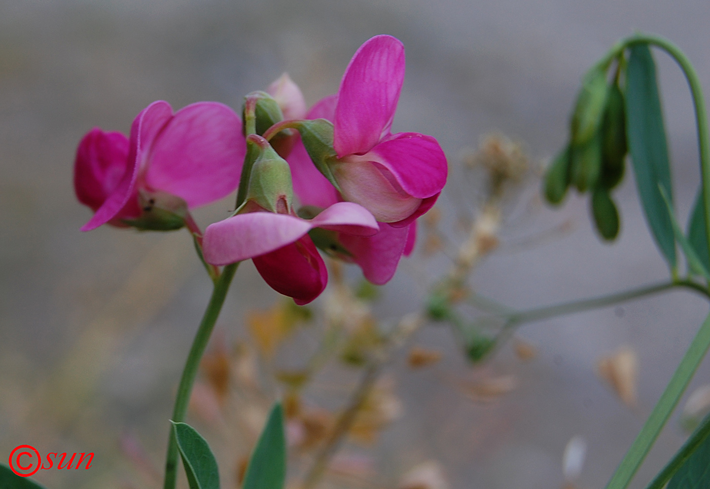 Image of Lathyrus tuberosus specimen.
