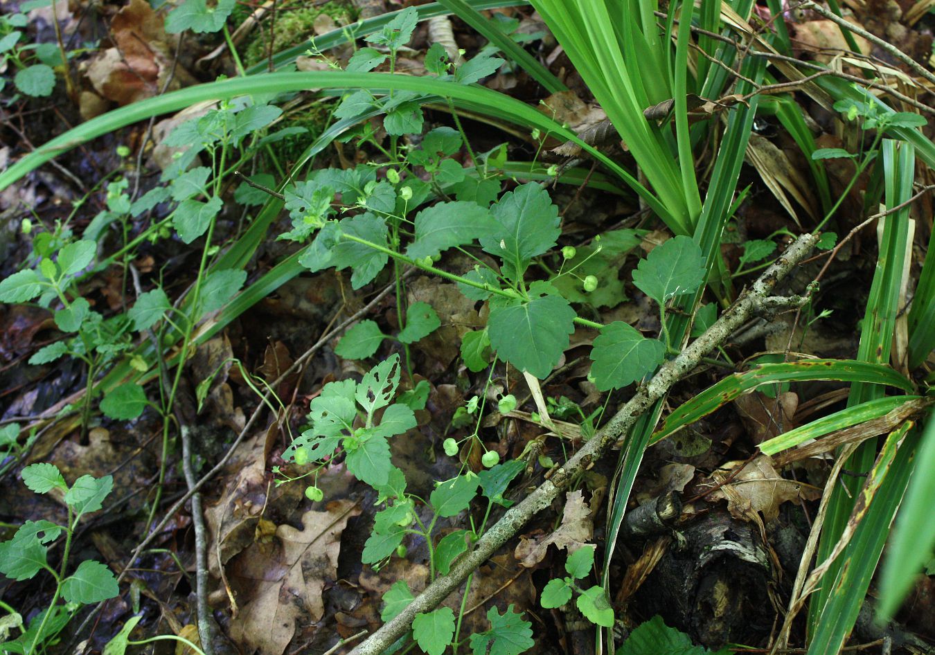 Image of Veronica montana specimen.