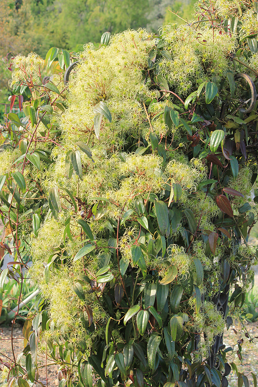 Image of Clematis armandii specimen.