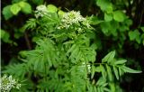 Cardamine impatiens