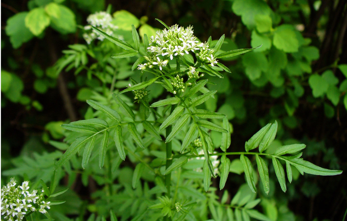 Image of Cardamine impatiens specimen.