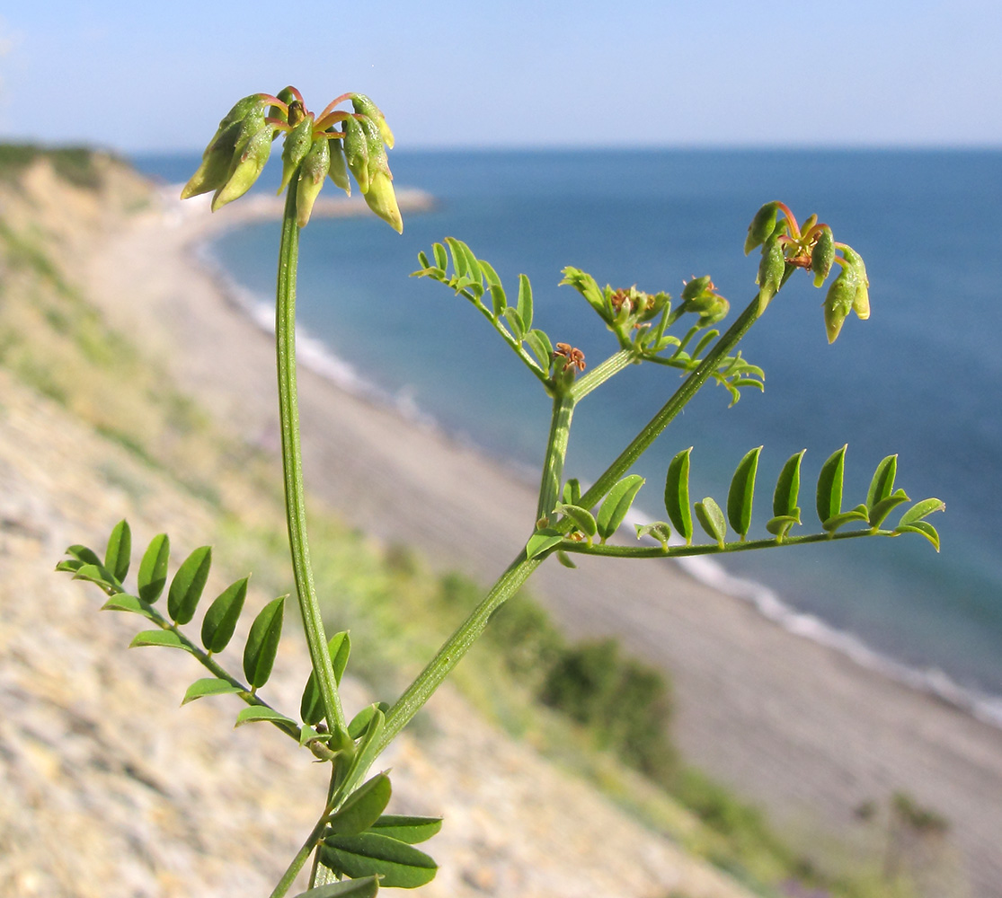 Image of Securigera varia specimen.