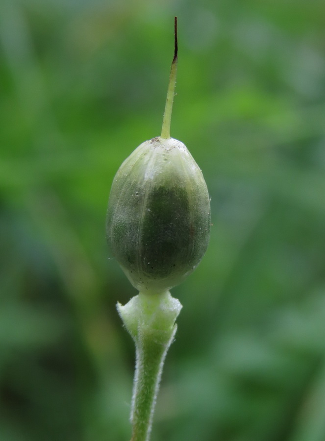 Image of Primula veris specimen.