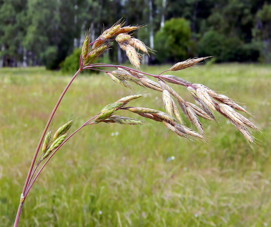 Image of Bromus hordeaceus specimen.