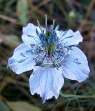 Nigella arvensis