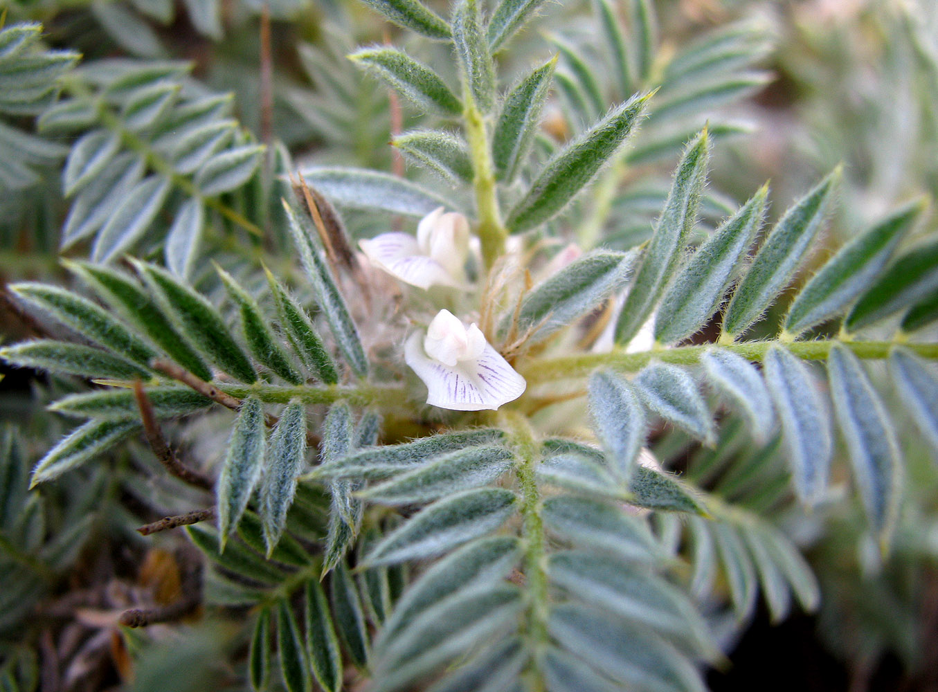 Image of Astragalus arnacanthoides specimen.