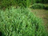 Salix rosmarinifolia. Растение на зарастающей дюне. Удмуртия, Якшур-Бодьинский район, окрестности д. Селычка. 11.07.2009.