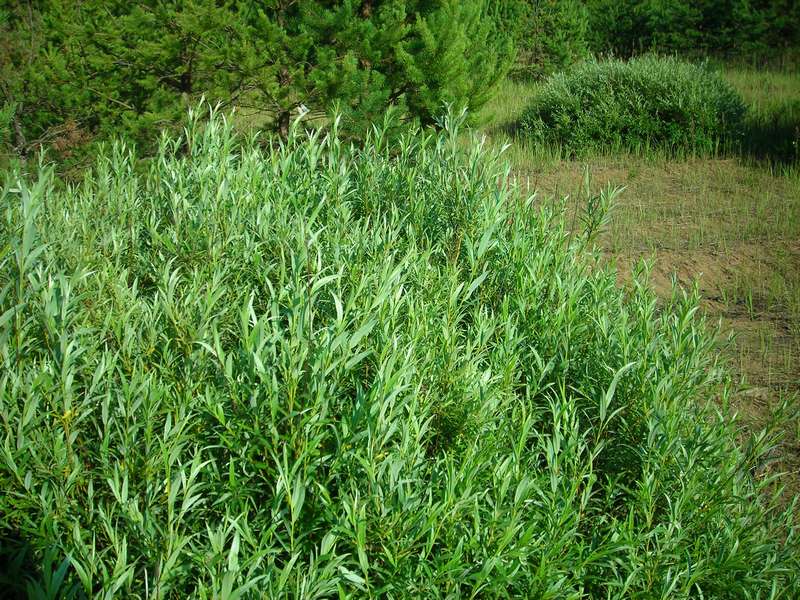 Image of Salix rosmarinifolia specimen.