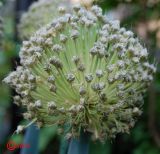 Allium cepa