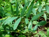 Galega officinalis