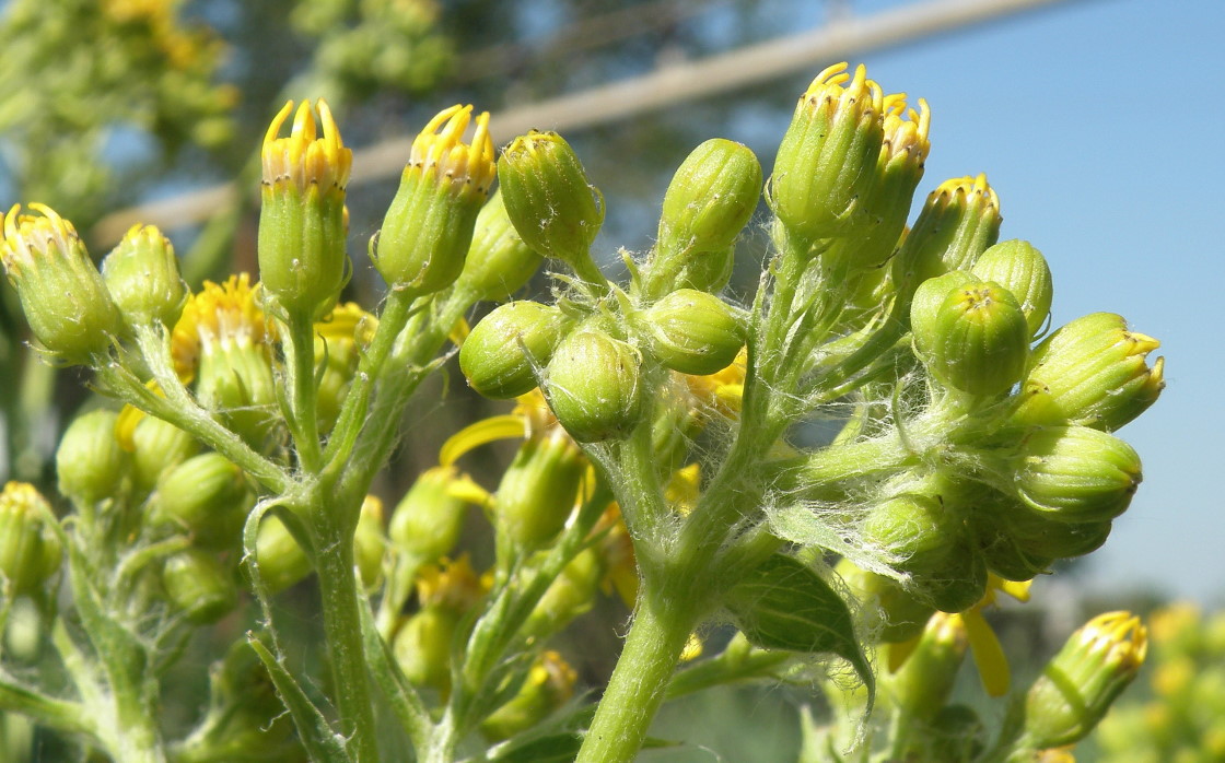 Изображение особи Senecio schwetzowii.