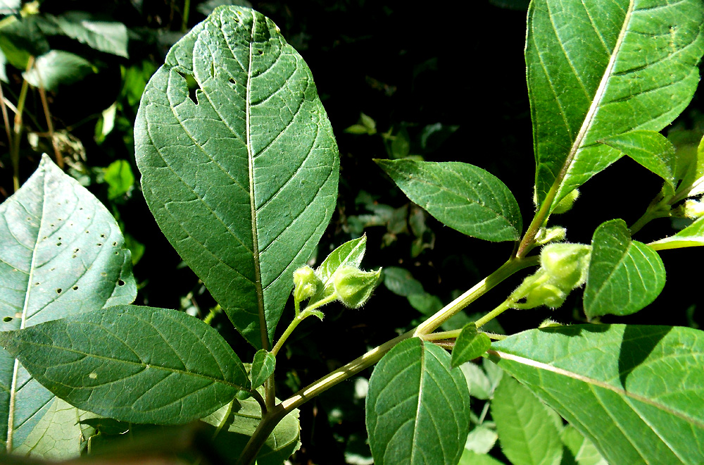 Изображение особи Atropa caucasica.