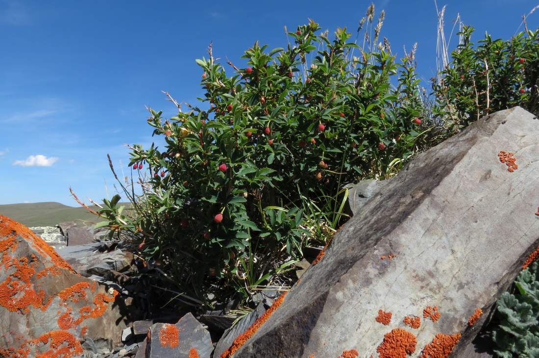 Изображение особи Berberis sibirica.