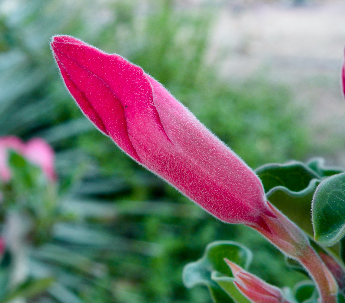 Изображение особи Adenium obesum.