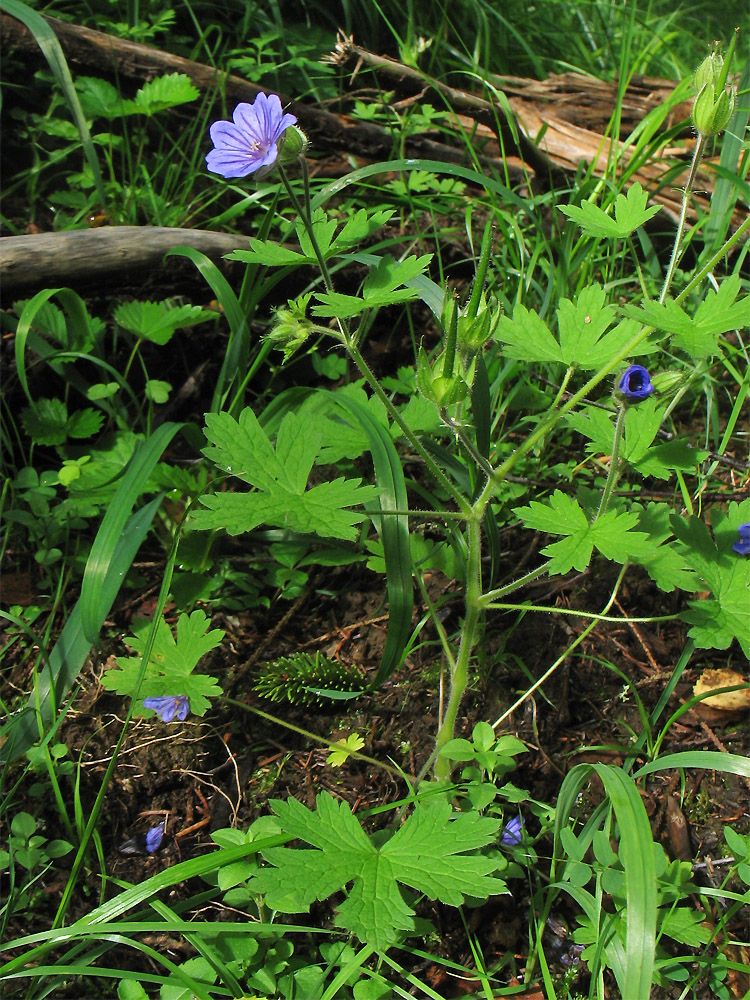 Изображение особи Geranium bohemicum.