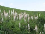 Eremurus robustus. Аспект цветущих растений. Казахстан, Сев. Тянь-Шань, Заилийский Алатау в окр. Алматы, ущ. Каскелен. 10 июня 2013 г.