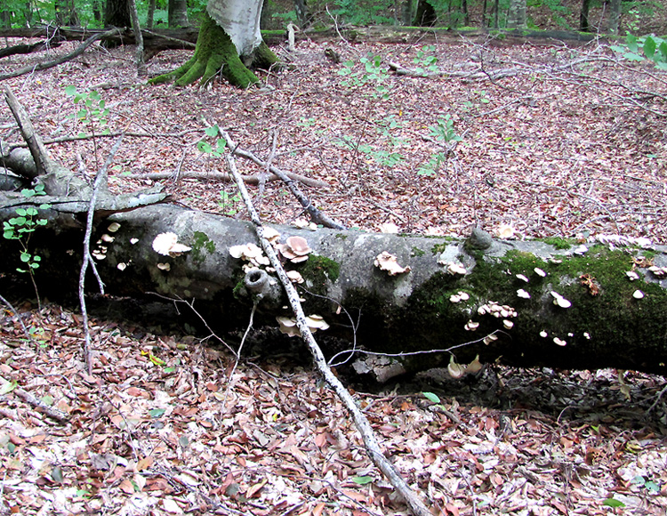 Image of Fagus orientalis specimen.