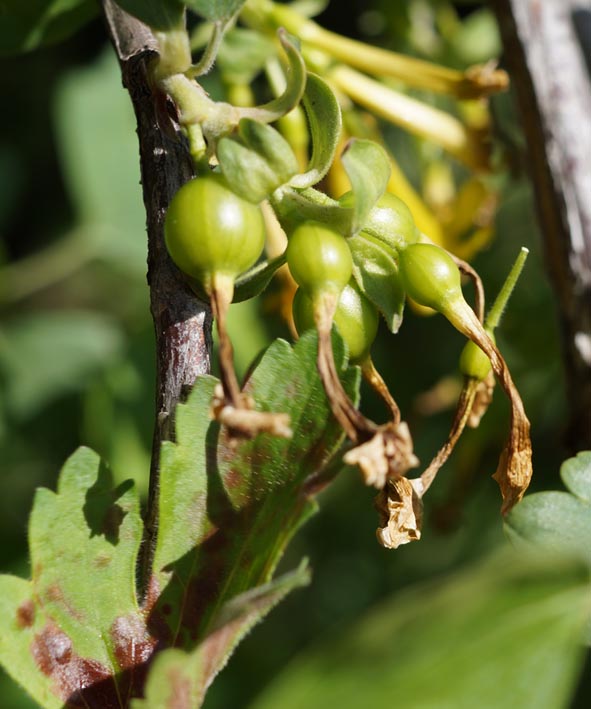 Изображение особи Ribes aureum.