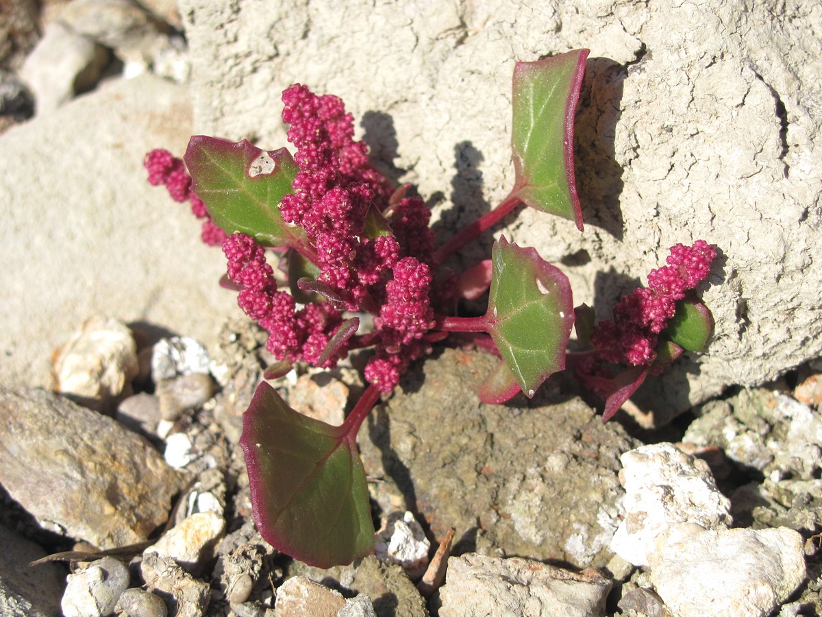 Image of Oxybasis chenopodioides specimen.