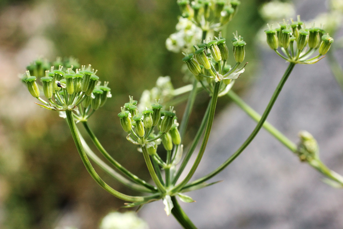 Image of Aulacospermum turkestanicum specimen.