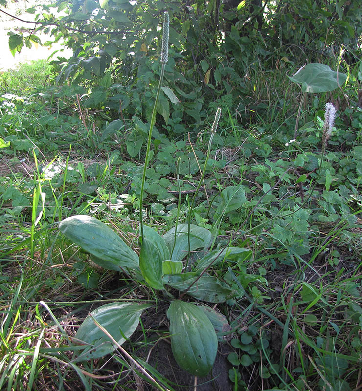 Image of Plantago media specimen.