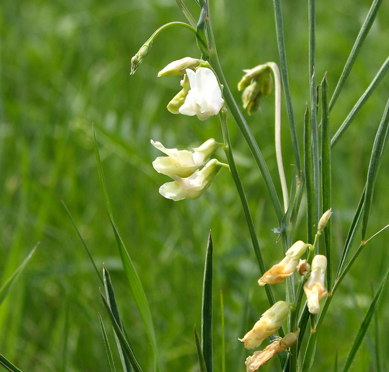 Image of Lathyrus lacteus specimen.