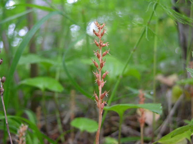 Изображение особи Neottia asiatica.